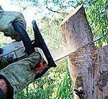 Professional Tree Care in Yarrow Point, WA