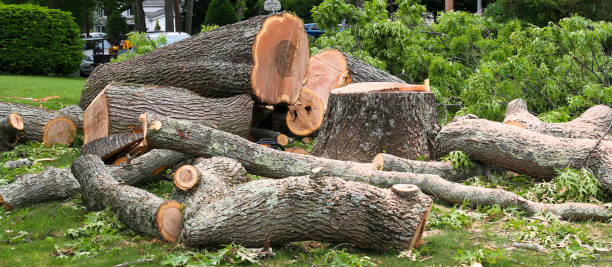 Best Arborist Consultation Services  in Yarrow Point, WA