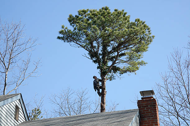 Best Fruit Tree Pruning  in Yarrow Point, WA