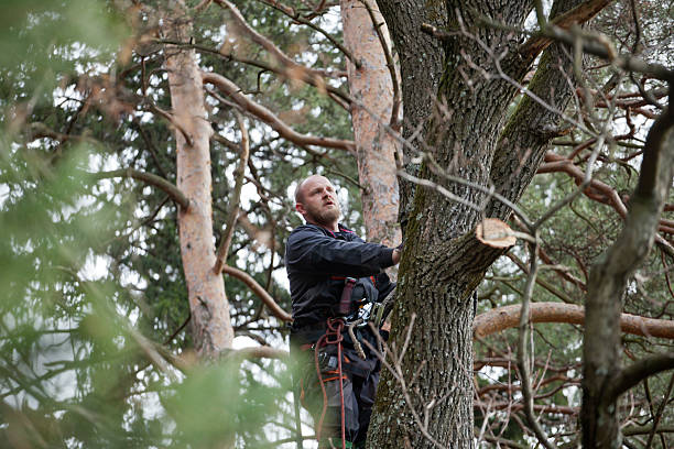 Best Lawn Pest Prevention  in Yarrow Point, WA