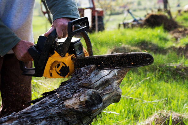 Best Tree Maintenance Programs  in Yarrow Point, WA